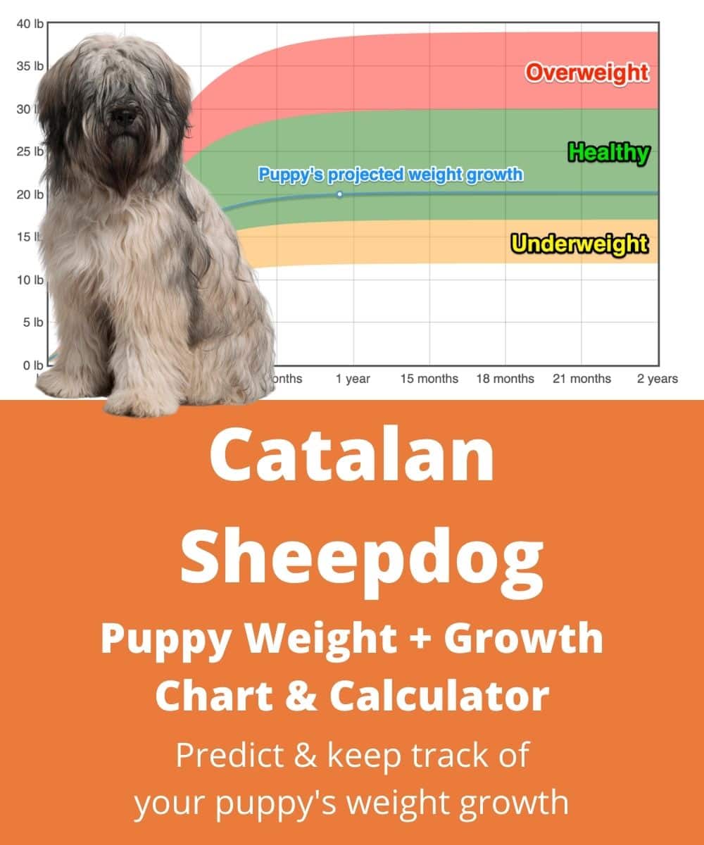 catalan-sheepdog Puppy Weight Growth Chart
